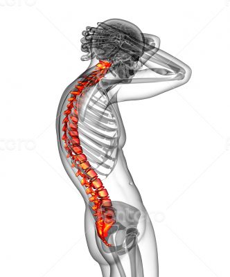 3d render medical illustration of the human spine 