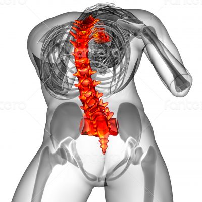 3d render medical illustration of the human spine 