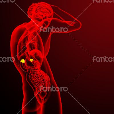 3d render medical illustration of the adrenal 