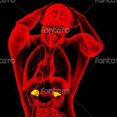 3d render medical illustration of the adrenal 