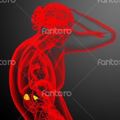 3d render medical illustration of the adrenal 