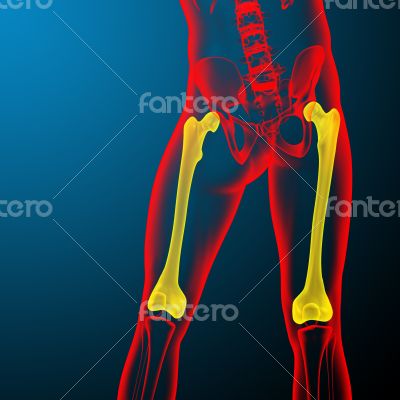 3d render medical illustration of the femur bone 