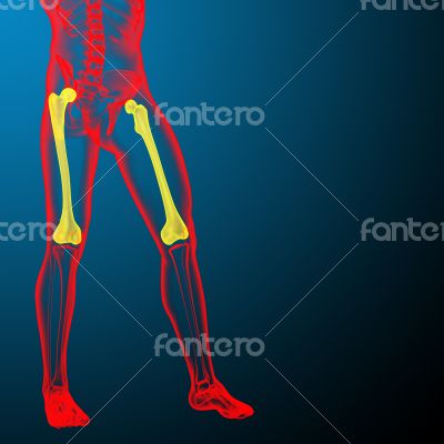 3d render medical illustration of the femur bone 