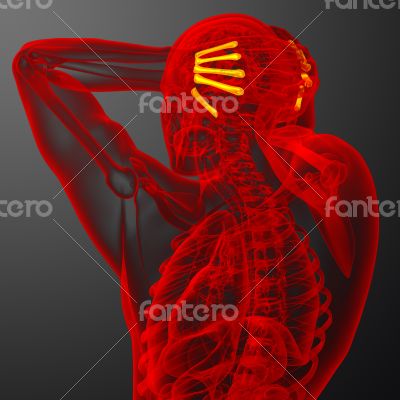  metacarpal bone