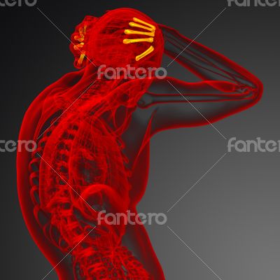 metacarpal bone metacarpal bone