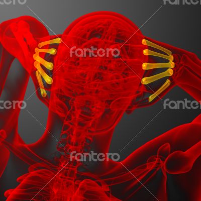  metacarpal bone