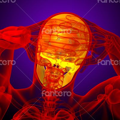 3d render medical illustration of the human skull 