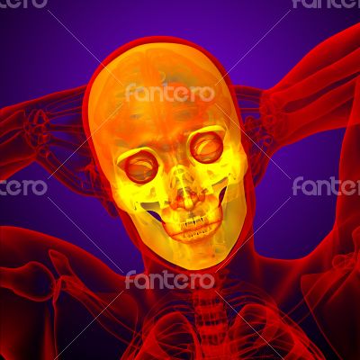 3d render medical illustration of the human skull 