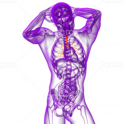 3d render medical illustration of the bronchi 