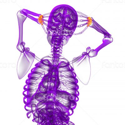 3d render medical illustration of the carpal bone