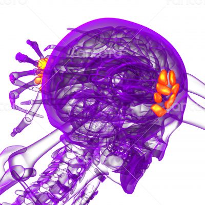 3d render medical illustration of the carpal bone