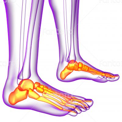 3d render medical illustration of the feet bone 3d render medical illustration of the feet bone