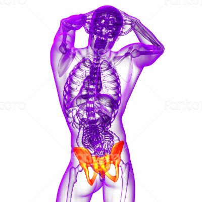 3d render medical illustration of the hip 3d render medical illustration of the hip