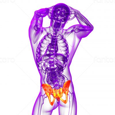 3d render medical illustration of the hip 