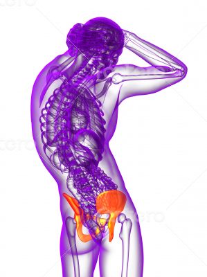 3d render medical illustration of the pelvis bone 