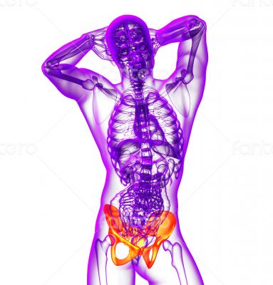 3d render medical illustration of the hip 