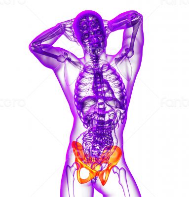 3d render medical illustration of the hip 3d render medical illustration of the hip