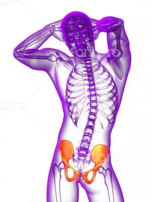 3d render medical illustration of the pelvis bone 3d render medical illustration of the pelvis bone