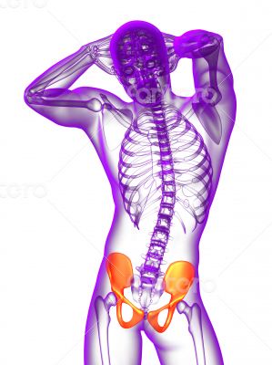 3d render medical illustration of the pelvis bone 