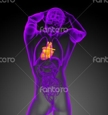 3d render medical illustration of the human heart 