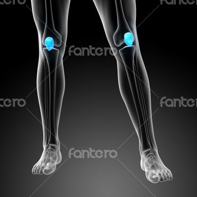 3d render medical illustration of the patella bone 3d render medical illustration of the patella bone