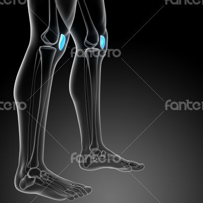 3d render medical illustration of the patella bone 3d render medical illustration of the patella bone