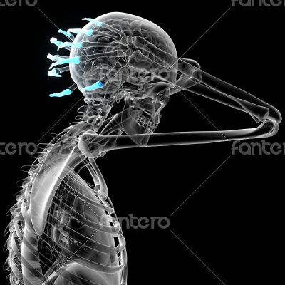 3d render illustration of the human phalanges hand 3d render illustration of the human phalanges hand
