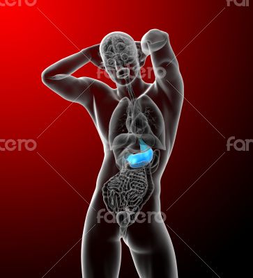 3d render medical illustration of the stomach 3d render medical illustration of the stomach