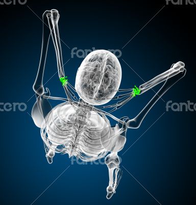 3d render medical illustration of the carpal bone 