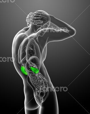 3d render medical illustration of the kidney