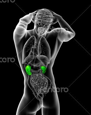 3d render medical illustration of the kidney