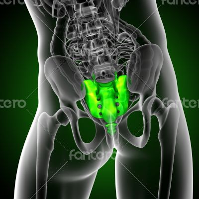 3d render medical illustration of the sacrum bone