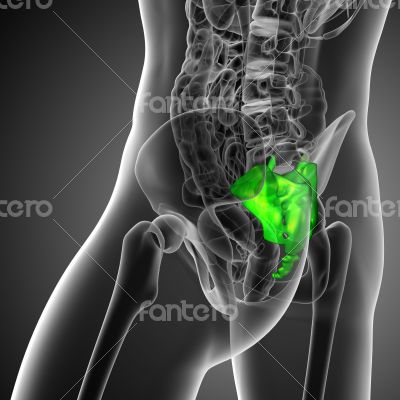 3d render medical illustration of the sacrum bone