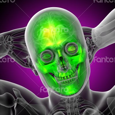 3d render medical illustration of the skull 