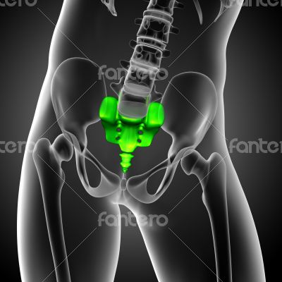 3d render medical illustration of the sacrum bone 3d render medical illustration of the sacrum bone