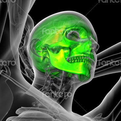 3d render medical illustration of the skull 
