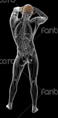 3d render illustration of the human phalanges hand 3d render illustration of the human phalanges hand