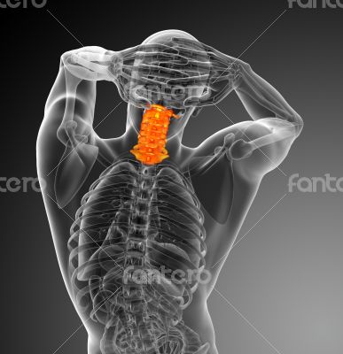  cervical spine