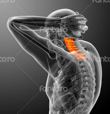 cervical spine