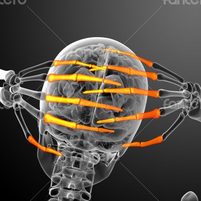 3d render illustration of the human phalanges hand