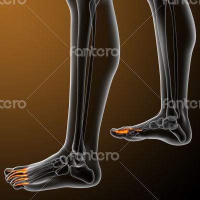  phalanges foot 