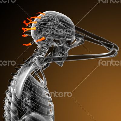 3d render illustration of the human phalanges hand 3d render illustration of the human phalanges hand