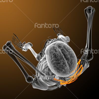 3d render illustration of the human phalanges hand