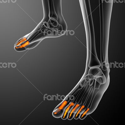  phalanges foot 