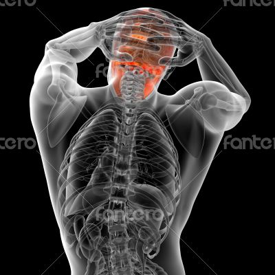 3d render medical illustration of the human skull 3d render medical illustration of the human skull