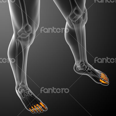phalanges foot phalanges foot