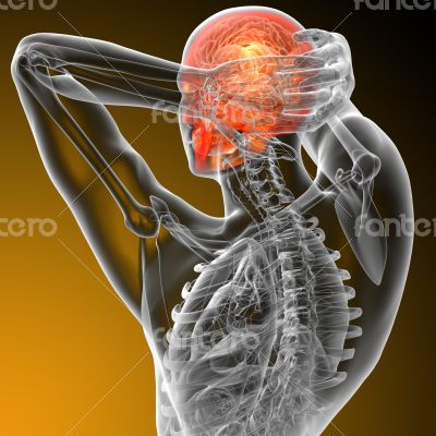 3d render medical illustration of the human skull 