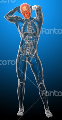 3d render medical illustration of the human skull 