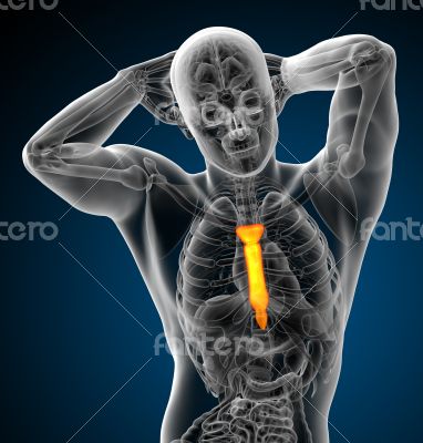 sternum bone sternum bone