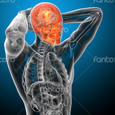 3d render medical illustration of the human skull 